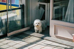 玄関の犬